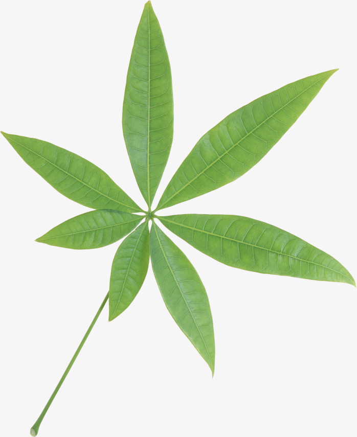绿色植物叶片免抠元素