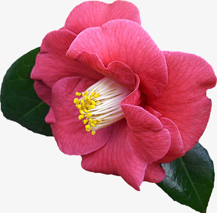 山茶花