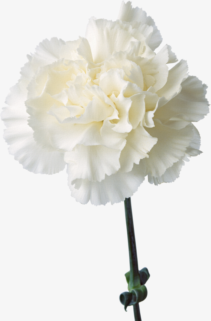 一朵花