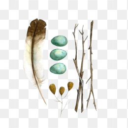 卡通植物与羽毛