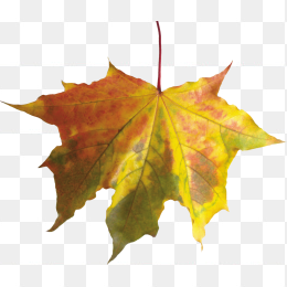 枫叶落叶