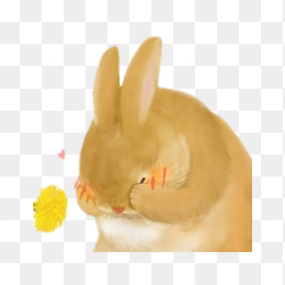 害羞的兔子