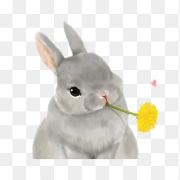 可爱的小兔子