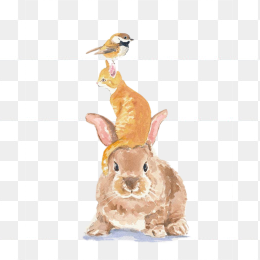 兔子与猫