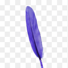 紫色羽毛