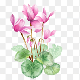手绘荷花