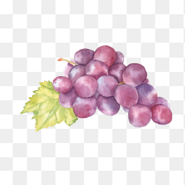 手绘葡萄