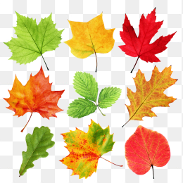 各种树叶合集