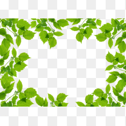 绿叶子边框
