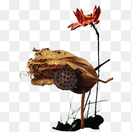 秋天枯萎的荷花