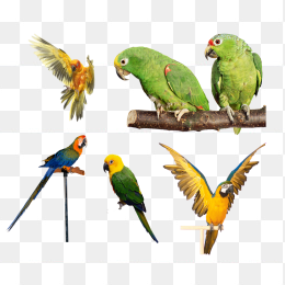 各种鹦鹉合集