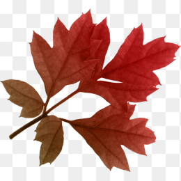火红枫叶