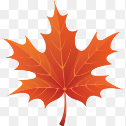 红枫叶
