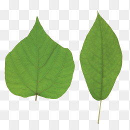 绿色树叶