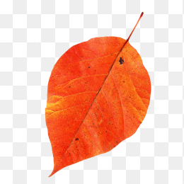 一片红叶
