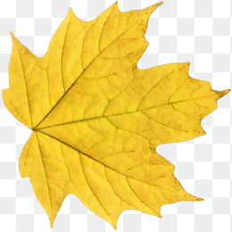 金黄枫叶