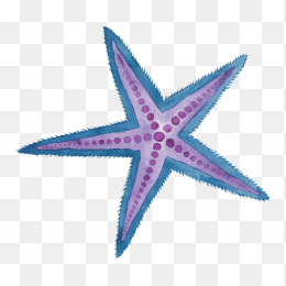 紫色海星