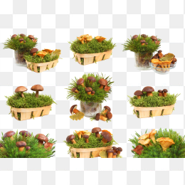 各种盆栽蘑菇合集