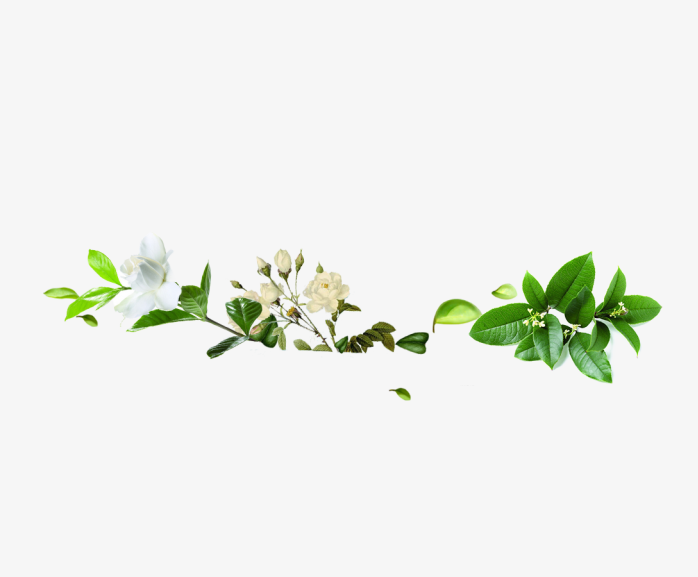 栀子花桂花白玫瑰
