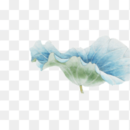 荷花叶
