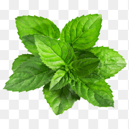 薄荷