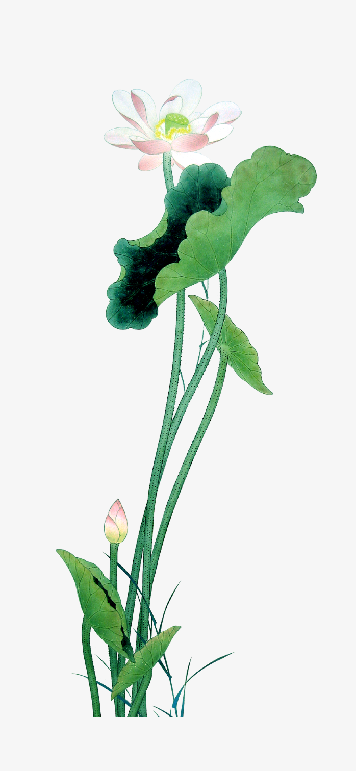 荷花