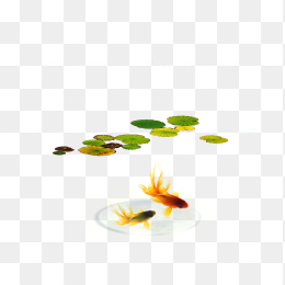 水浮莲