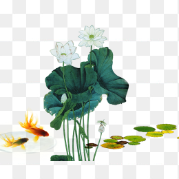 手绘荷花
