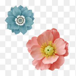 花瓣