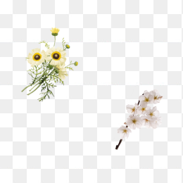 白菊花和白桃花
