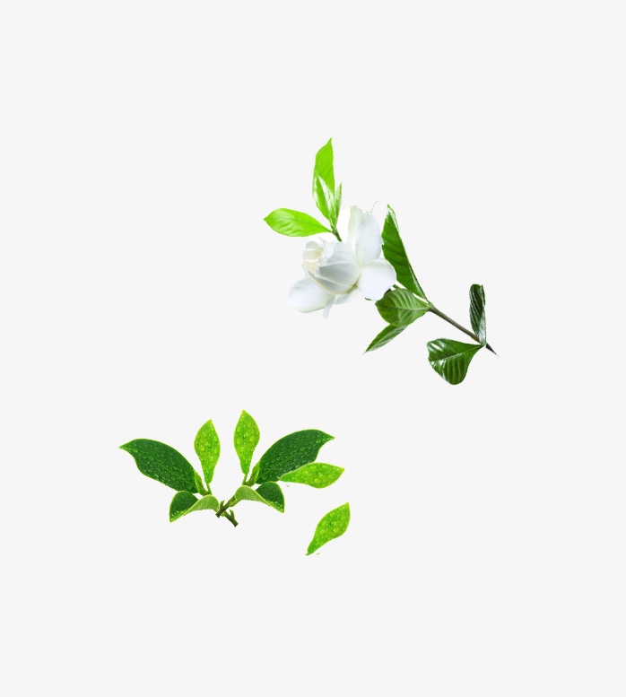 栀子花