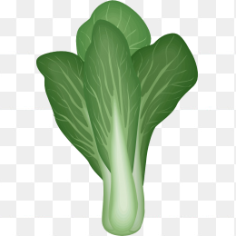 手绘小白菜