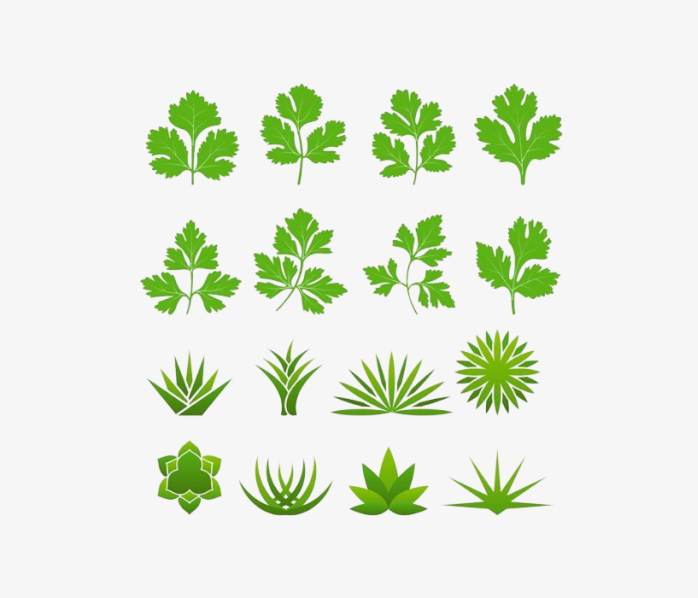 手绘叶草