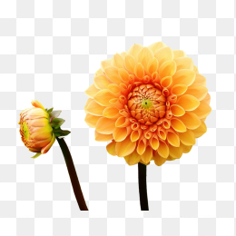 黄色花瓣