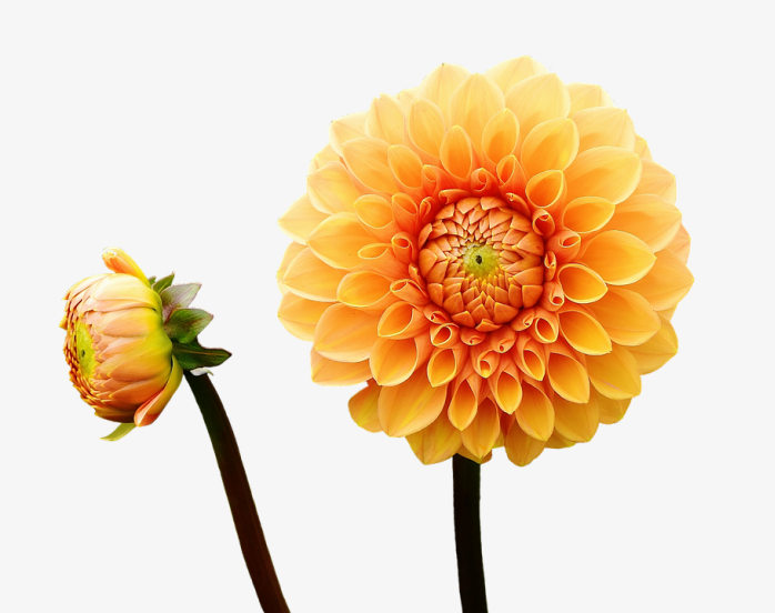 黄色花瓣