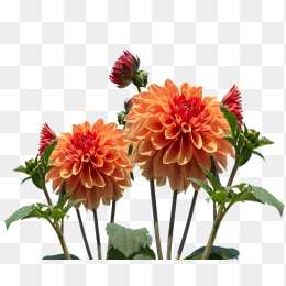 一株植物