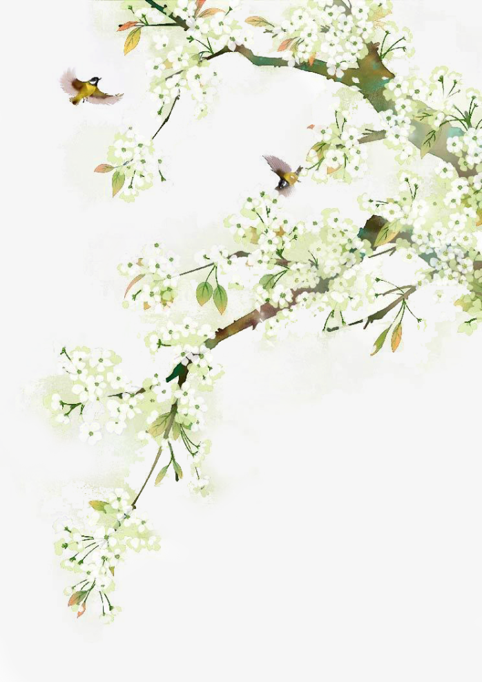 手绘水彩白色梅花小鸟