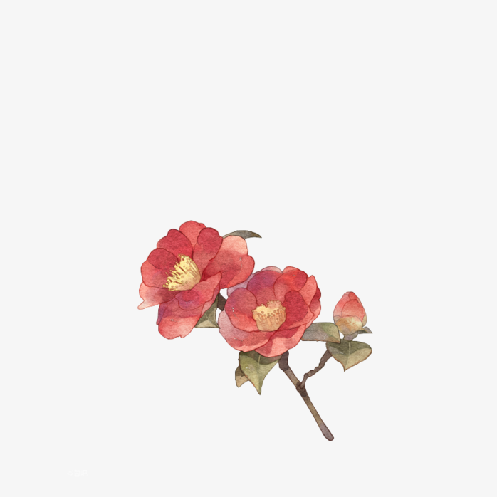 手绘茶花