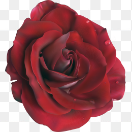 玫瑰花