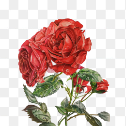 手绘红玫瑰