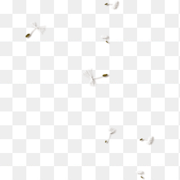 花，叶，自然，花，绿色