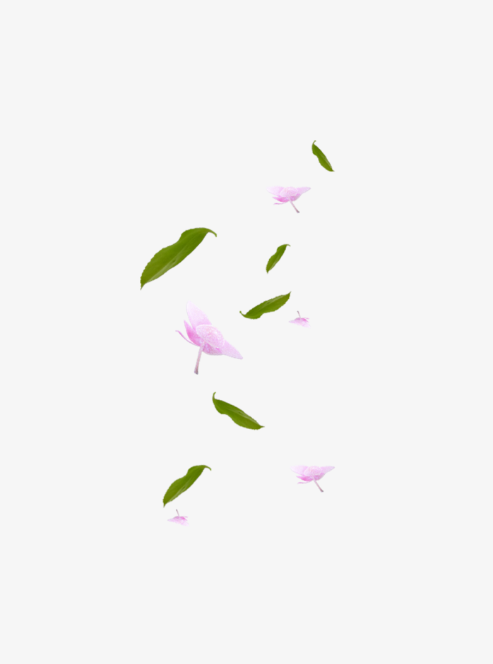 花，叶，自然，花，绿色