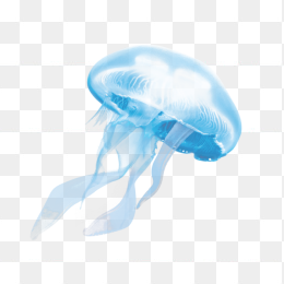 蓝色水母