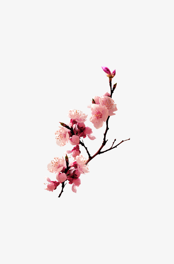 桃花矢量素材