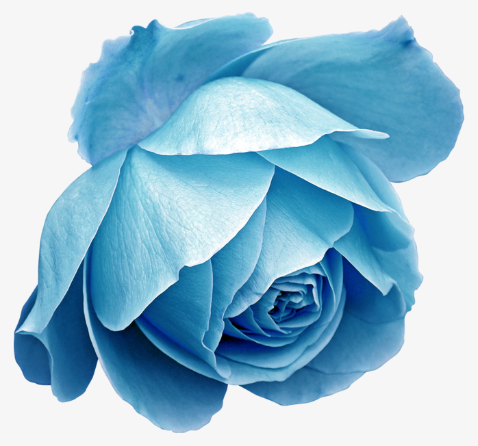 蓝色唯美玫瑰花