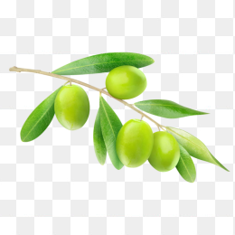 橄榄矢量素材