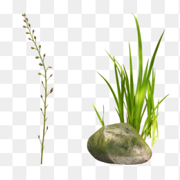 植物石头