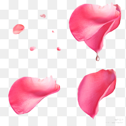 粉色玫瑰花瓣