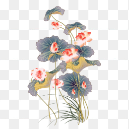 水彩荷花