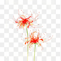 花朵